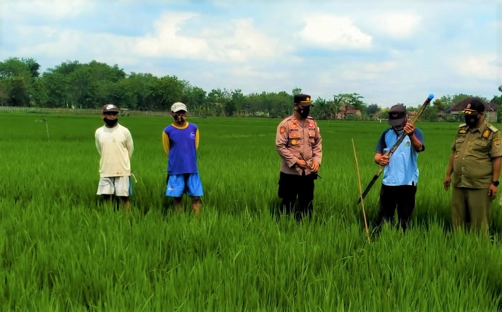 UPAYA: Jajaran Polsek Ngrampal mengambil langkah tegas dalam melakukan razia jebakan tikus di area persawahan. (MUKHTARUL HAFIDH/LINGKAR.CO)