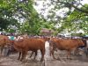 Masuk Musim Tanam, Harga Ternak di Blora Anjlok